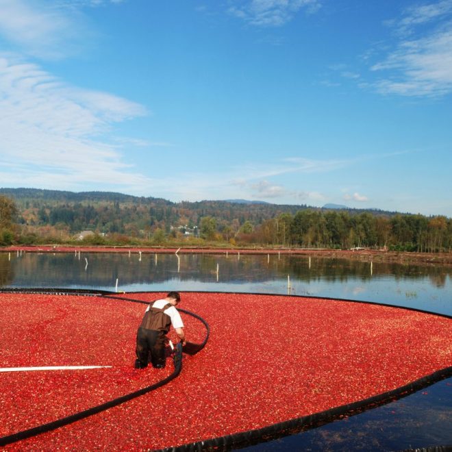 cranberries water control system